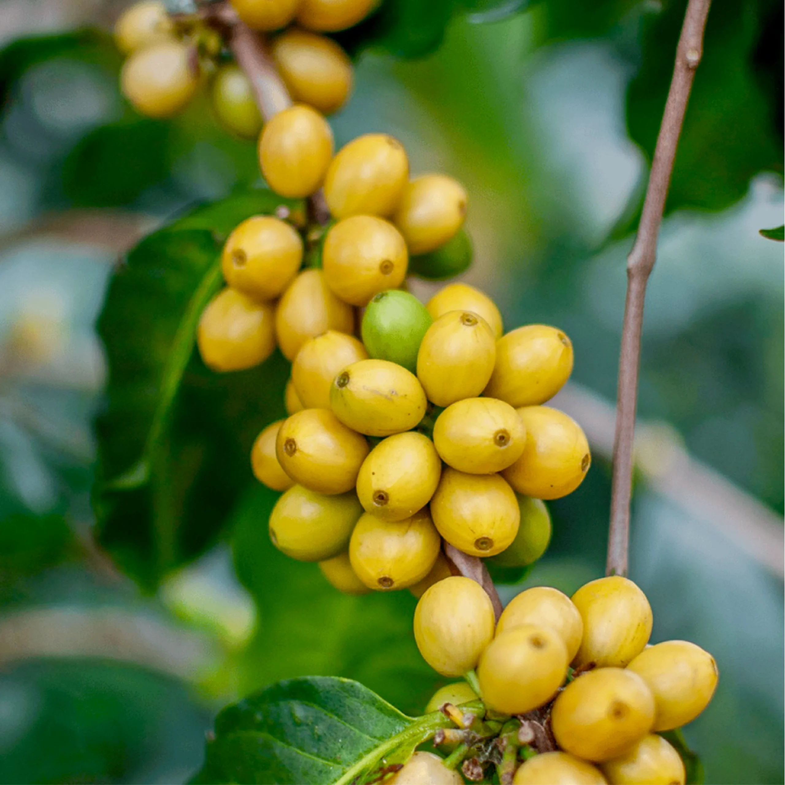 BORBON Variety of Coffee