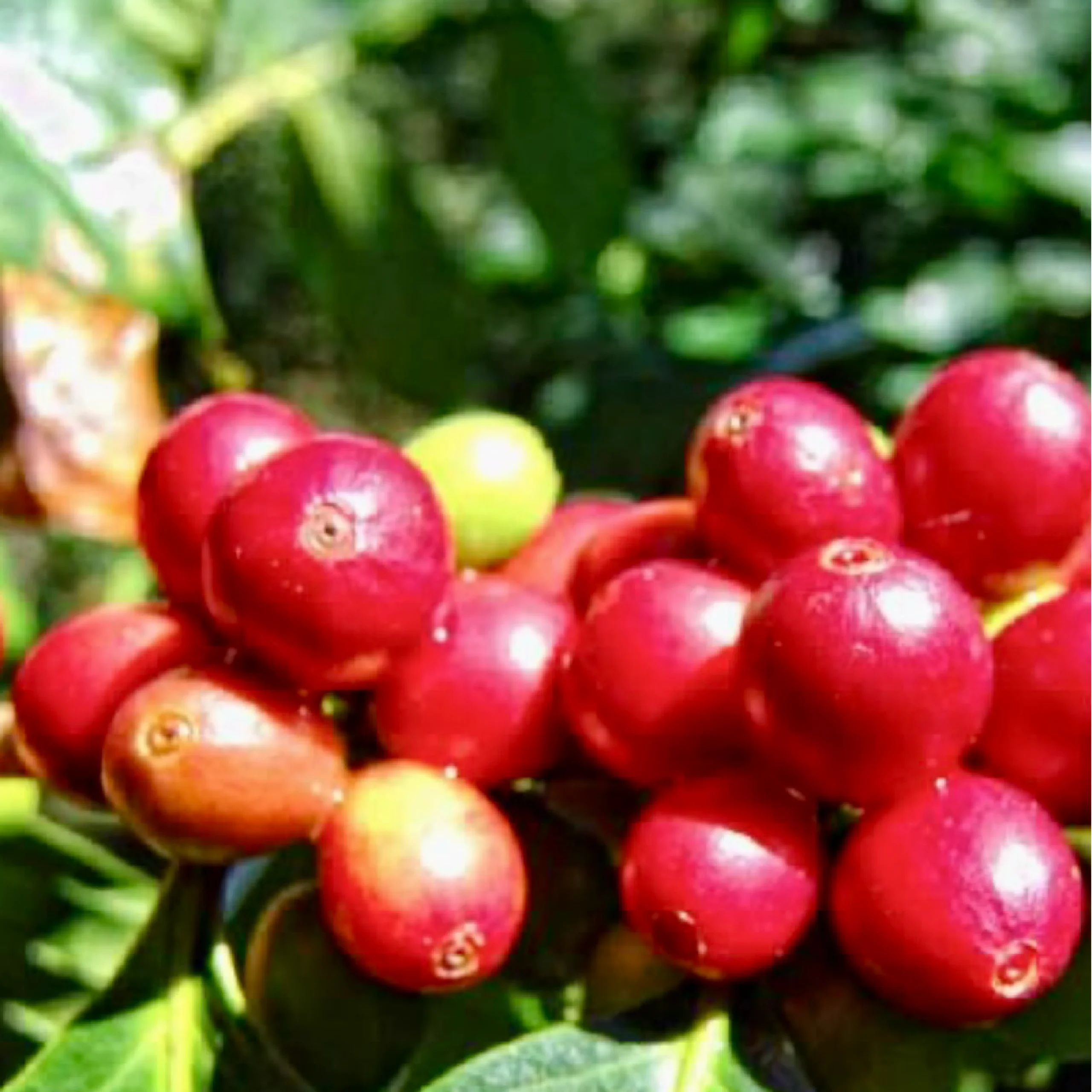 CATURRA Variety of Coffee