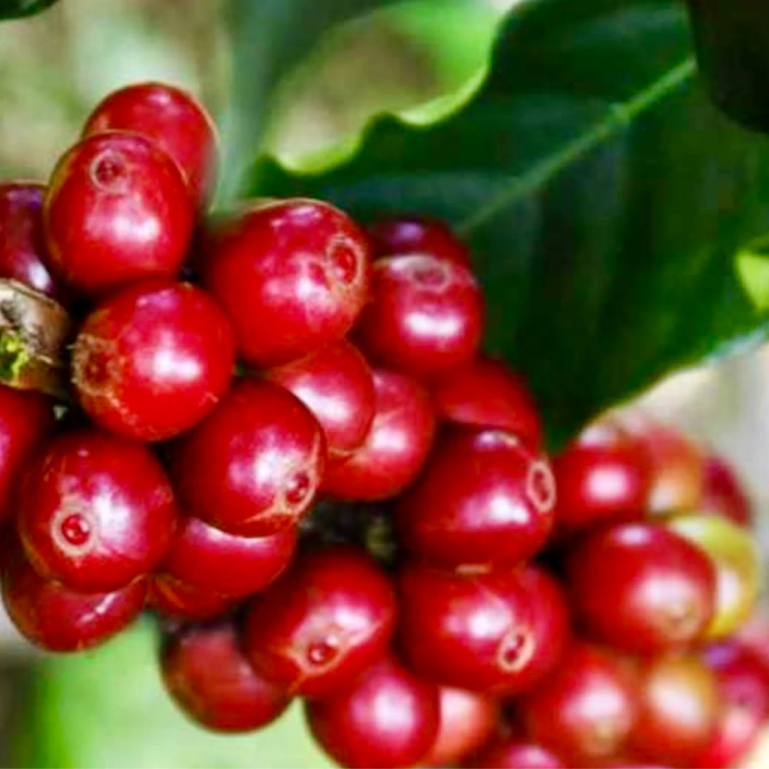 CENICAFE 1 Variety of Coffee