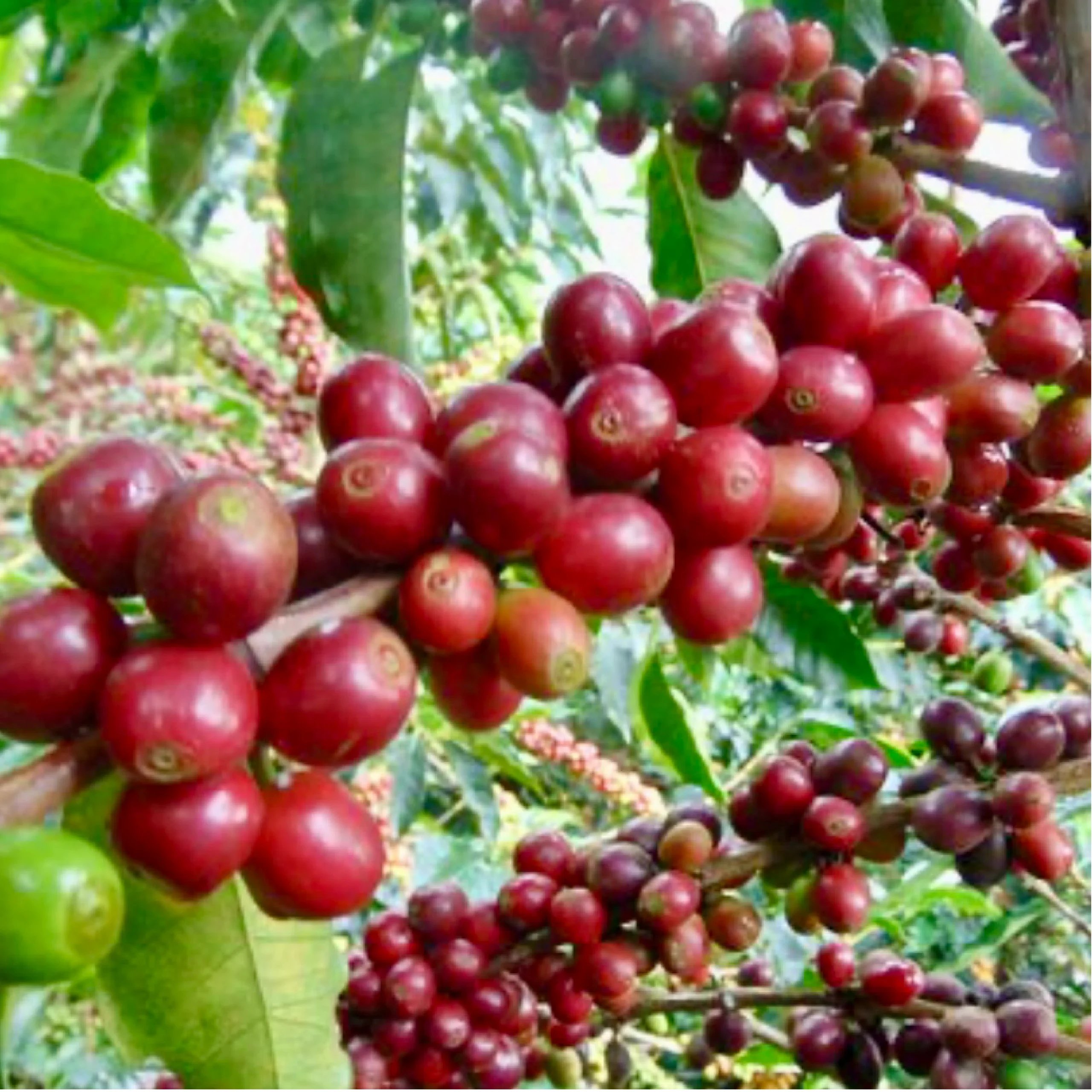 SAN BERNARDO Variety of coffee
